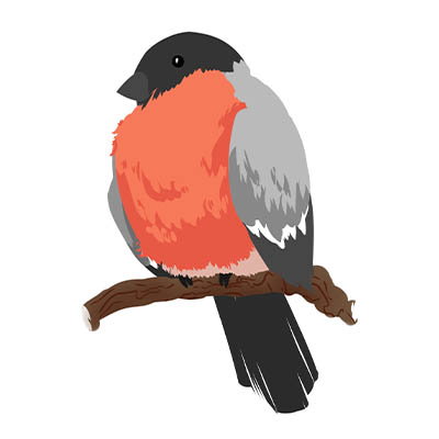 The Bullfinch Team
